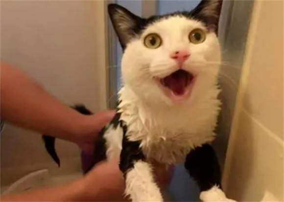 猫惊吓过度会导致什么