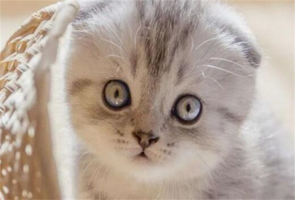 折耳猫有哪些遗传病