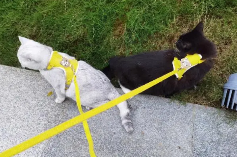 猫可以遛吗? 猫可以遛吗?