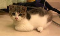 猫口角炎症状和治疗
