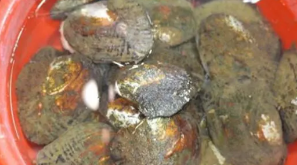 河蚌里会有珍珠吗?