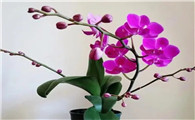 蝴蝶兰花来自哪里