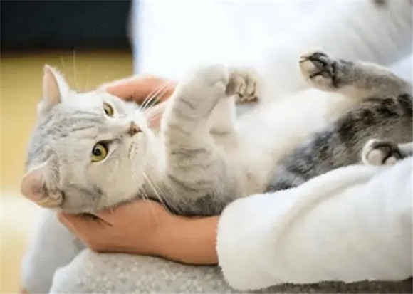 猫几天就发一次情咋办