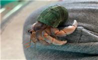 寄居蟹是虾还是蟹