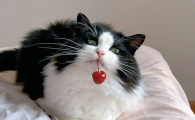 猫可以吃葡萄吗
