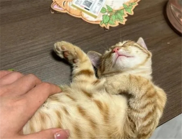 猫咪的16种行为分析,看看你家有哪几个? 猫咪的16种行为分析,看看你家有哪几个?