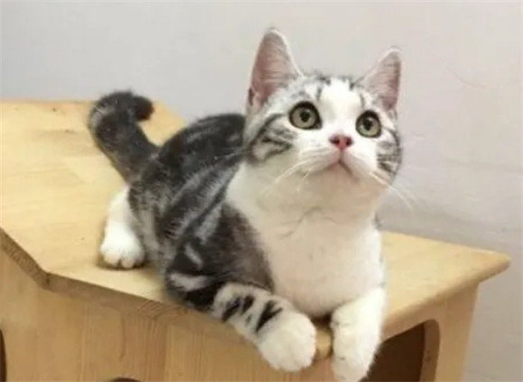 一只“美短猫”有这7种表现，证明它是“好猫”