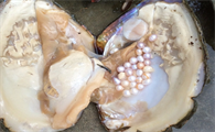 珍珠蚌能吃吗