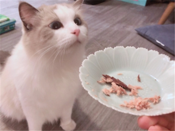 猫5天没吃东西了强制喂食