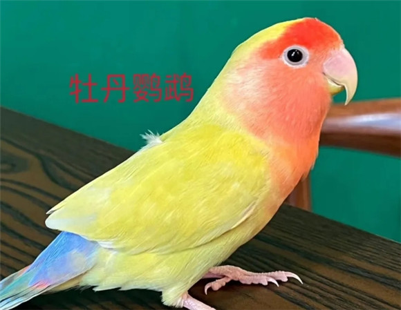 你更适合养哪种鹦鹉? 你更适合养哪种鹦鹉?
