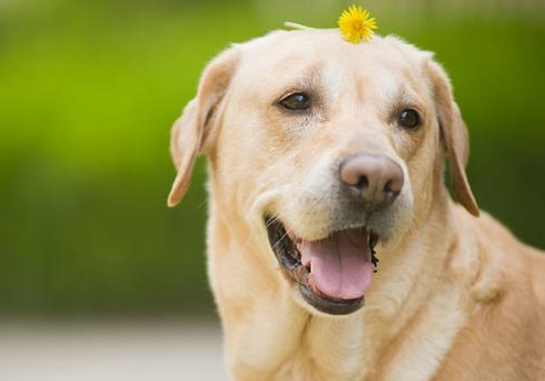 拉布拉多犬的致命缺点，拉布拉多犬的5大缺点