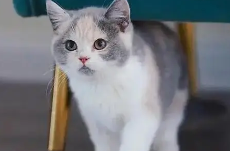 猫粮和狗粮能互相吃吗 猫粮和狗粮能互相吃吗