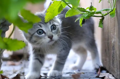 猫会叫妈妈是真的吗