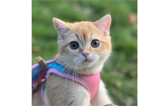 猫艾滋的猫能活多久 猫艾滋的猫能活多久