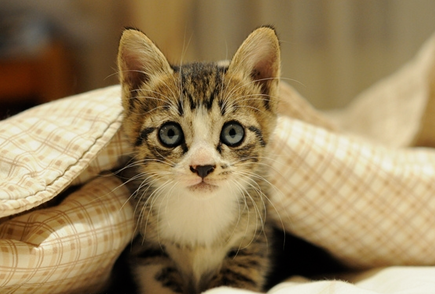 猫会出去大小便吗 猫会出去大小便吗