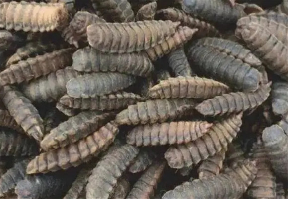黑水虻种卵价格