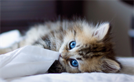 猫可以上公交车吗