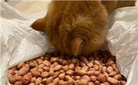 猫可以吃花生吗