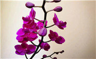 怎样养护蝴蝶兰花