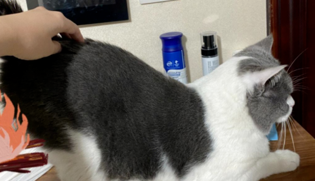 猫咪对你“翘屁股”，其实有这8种暗示，不懂就尴尬了！