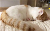 猫绝育多少钱
