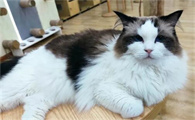 矮脚猫的智商有没有问题？