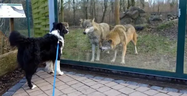 边牧去动物园玩，把野狼当成了哈士奇，对方却朝着它“咧牙”