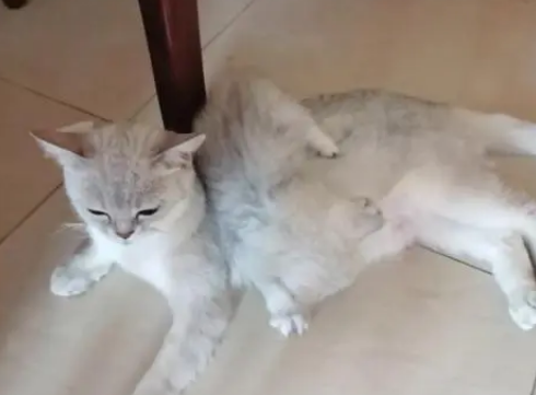 猫几个月断奶