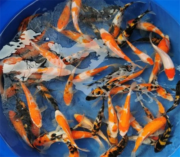日本锦鲤鱼苗价位