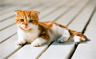 猫可以吹空调吗夏天