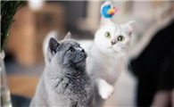 卖宠物猫什么渠道卖得快