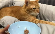 猫可以几天不吃东西