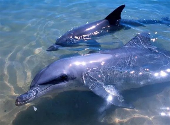 海豚：智慧与友善的海洋精灵