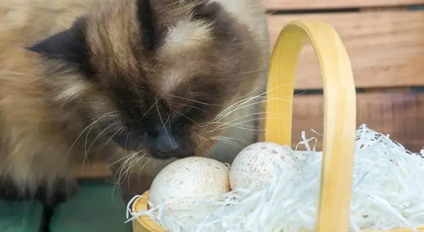 猫可以吃蛋黄吗 猫可以吃蛋黄吗