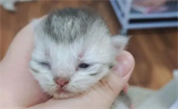 猫几天睁眼睛