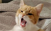猫半夜嗷嗷叫怎么回事