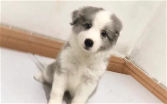 边境牧羊犬幼犬不适应吃狗粮怎么办？