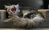 猫拉软便但是精神很好
