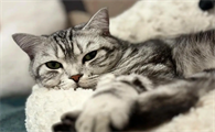猫口嘴上挂粘液还臭