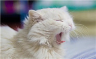 猫可以一辈子不出门吗