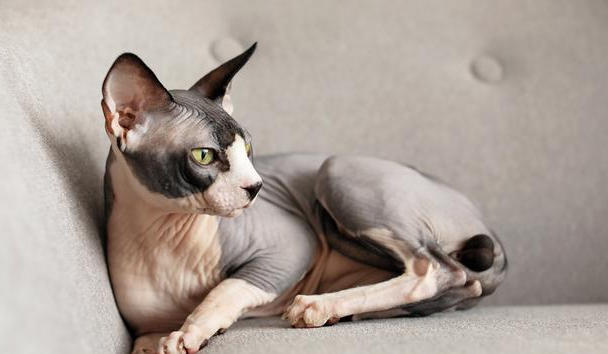 无毛猫寿命一般多少年? 无毛猫寿命一般多少年?