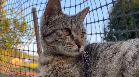 养田园猫跟养品种猫，真的有区别！想养好必须了解