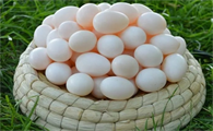 吃鸽子蛋有什么营养