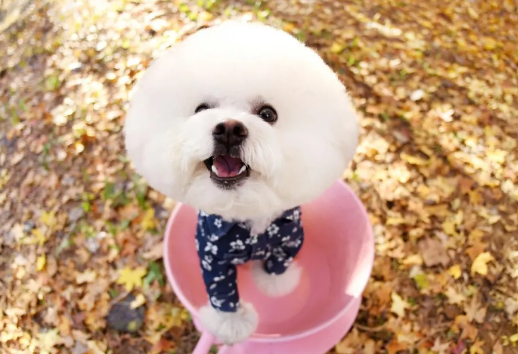 茶杯犬好不好养?寿命有多长 茶杯犬好不好养?寿命有多长