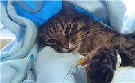 猫会感冒吗
