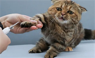 猫可以一辈子不剪指甲吗