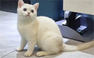 猫交匹配多长时间