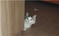猫见你就跑是好事吗