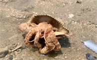 寄居蟹死了什么样子