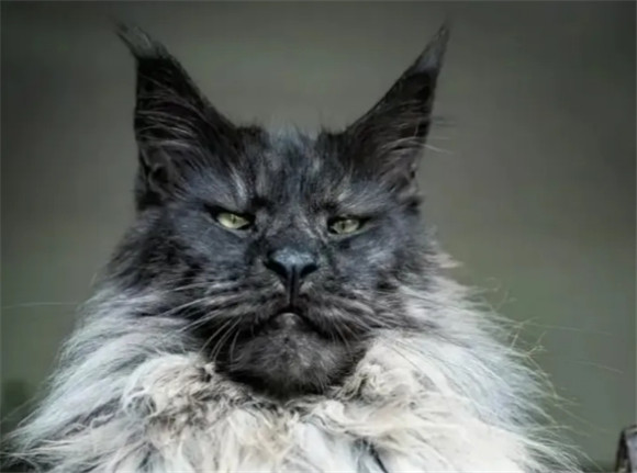 缅因猫常见的疾病有哪些?应该如何判断? 缅因猫常见的疾病有哪些?应该如何判断?